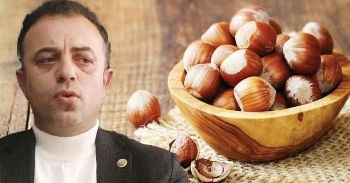 AKÇAKOCA'DA FINDIK BAHÇELERİ DON TEHLİKESİYLE KARŞI KARŞIYA