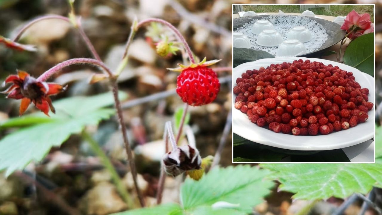 Doğanın Kalbinden Gelen Tat Düzce'nin Dağ Çileği Lezzetiyle Büyülüyor