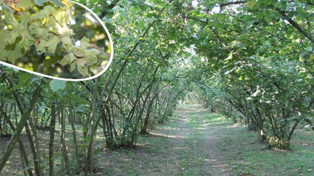 Düzce'de 2025 Fındık Hasat Tarihleri Açıklandı; Üreticilere Kritik Uyarılar