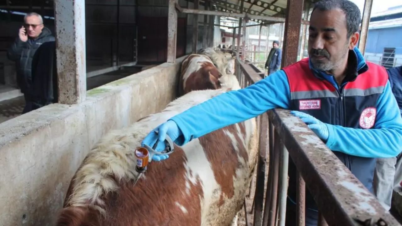 DÜZCE'DE 55 BİN 810 BÜYÜKBAŞ HAYVAN ŞAP HASTALIĞINA KARŞI AŞILANACAK