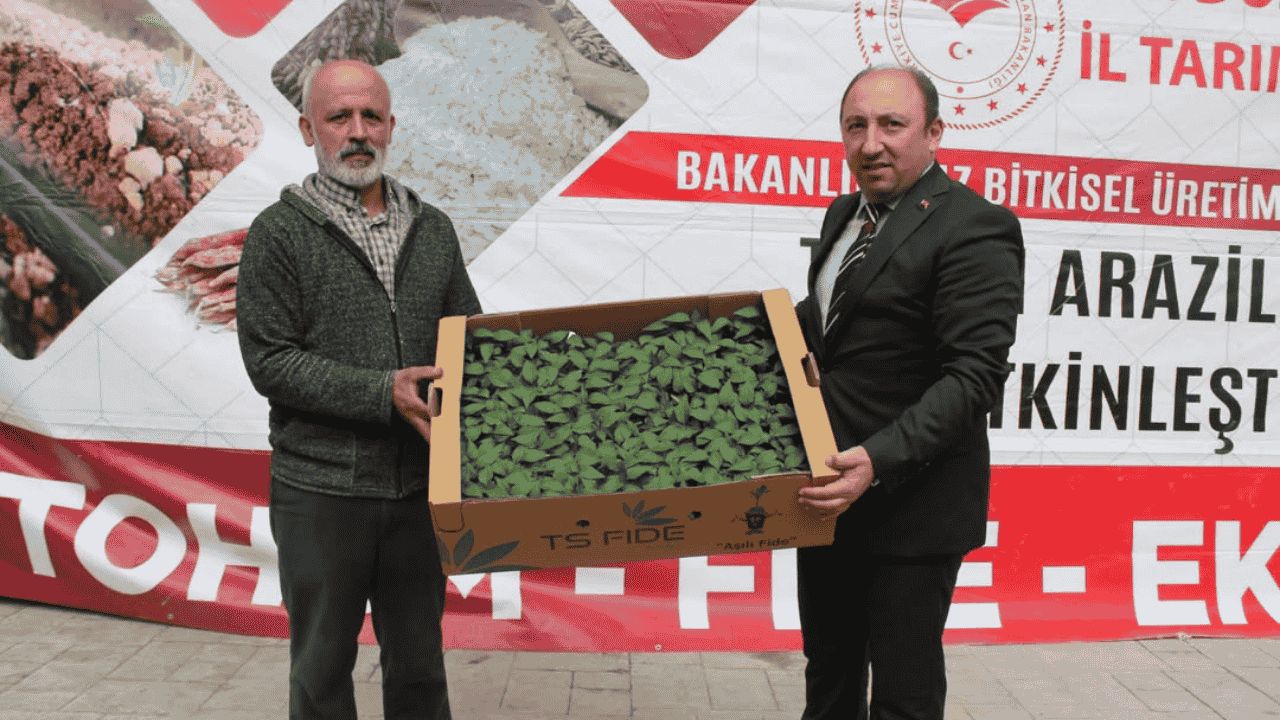 DÜZCE'DE ATIL TARIM ARAZİLERİ SEBZE FİDELERİNE KAVUŞTU