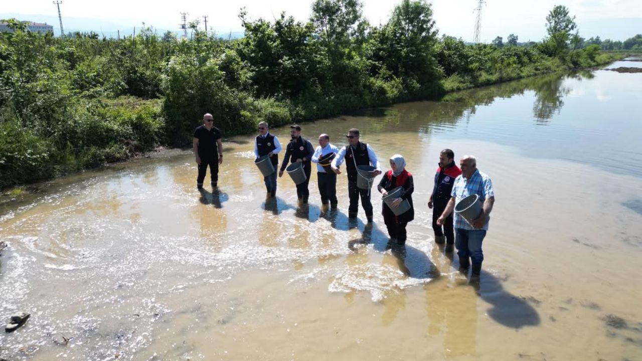 DÜZCE'DE ÇELTİK TARIMINDA BÜYÜME VE KONURALP PİRİNCİNE DESTEK SÜRÜYOR