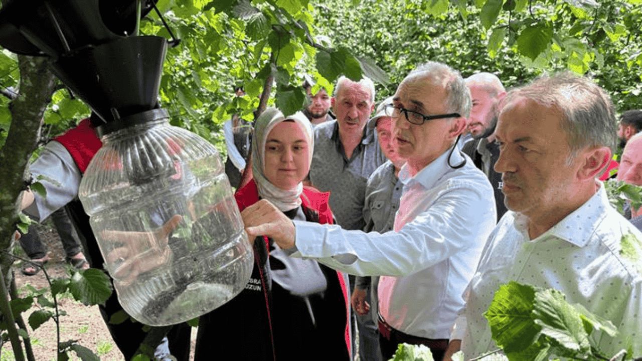 DÜZCE'DE KAHVERENGİ KOKARCA İLE MÜCADELE SÜRÜYOR GÜMÜŞOVA'DA 145 ADET TUZAK ASILDI