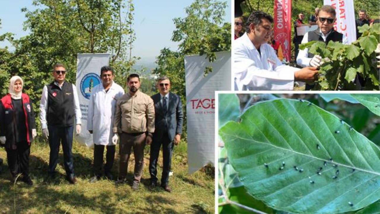 DÜZCE'DE KAHVERENGİ KOKARCAYA KARŞI BİYOLOJİK MÜCADELE GENİŞLİYOR GÜVEN KÖYÜ'NDE SAMURAİ ARISI SALIMI GERÇEKLEŞTİRİLDİ