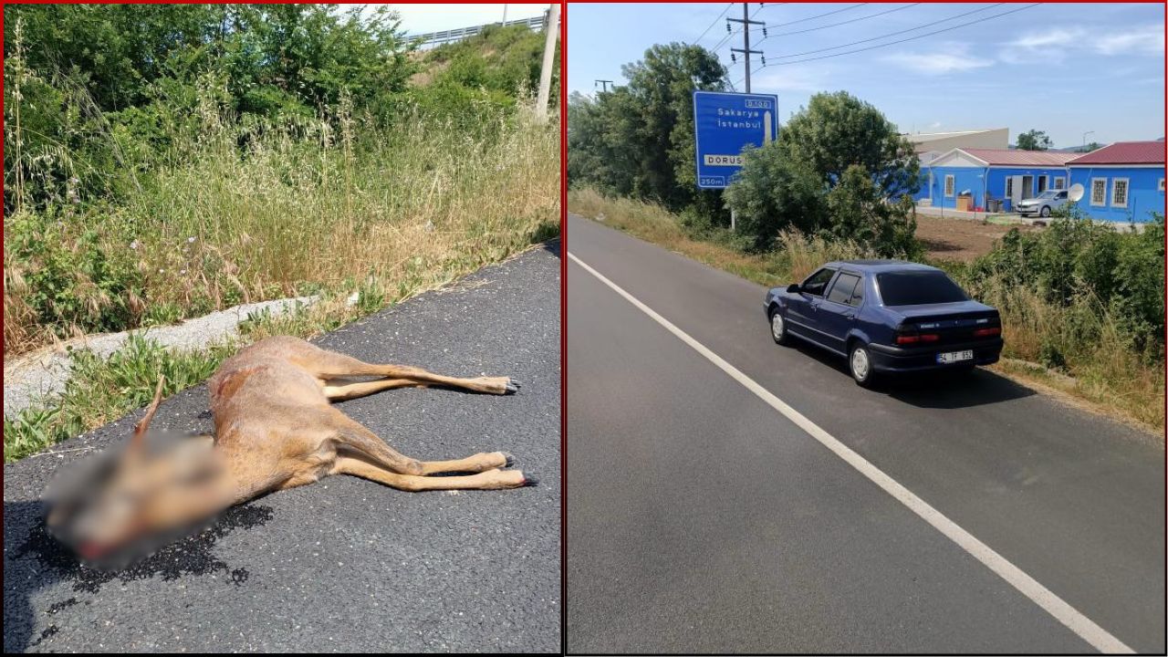 DÜZCE'DE OTOMOBİL KARACA YAVRUSUNA ÇARPTI; YAVRU KARACA TELEF OLDU