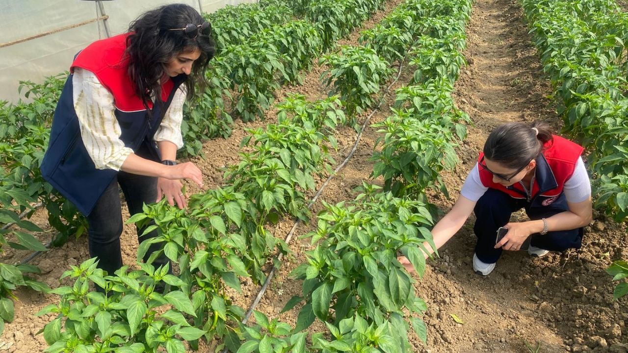 DÜZCE'DE SEBZE ÜRETİMİNE DESTEK SÜRÜYOR