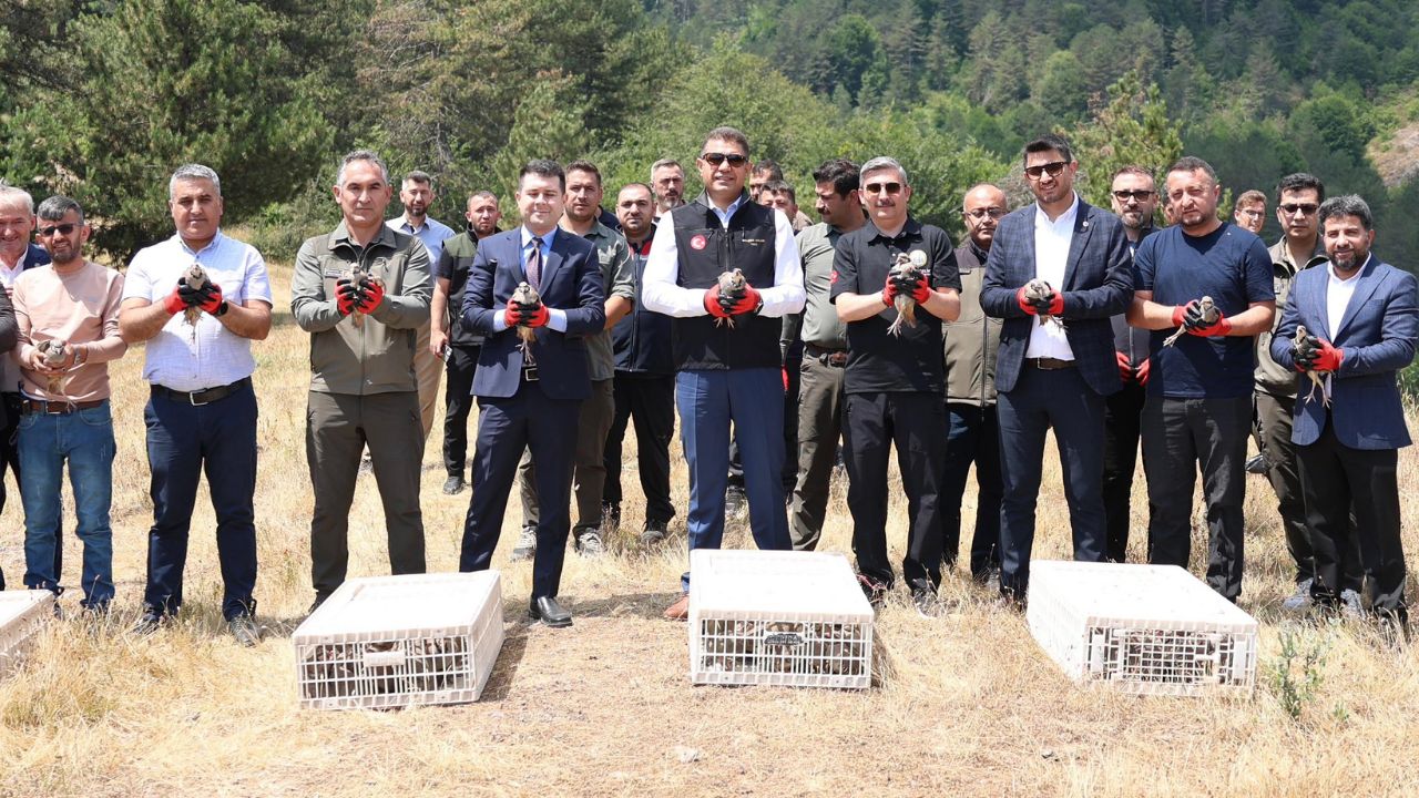 Düzce'de Yaban Hayatına Destek 500 Kınalı Keklik Doğaya Salındı