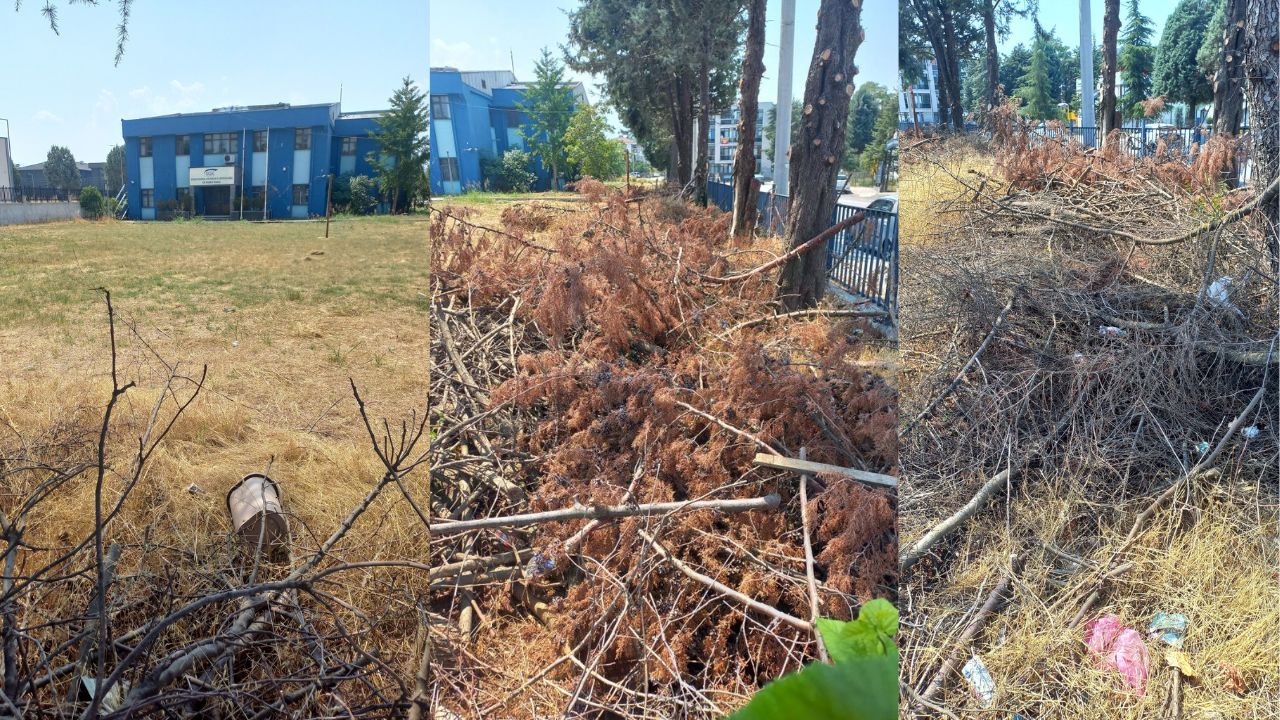 Düzce'de Yangın Riski Artıyor; Budanan Dallar Temizlenmeyince Tehlike Büyüyor