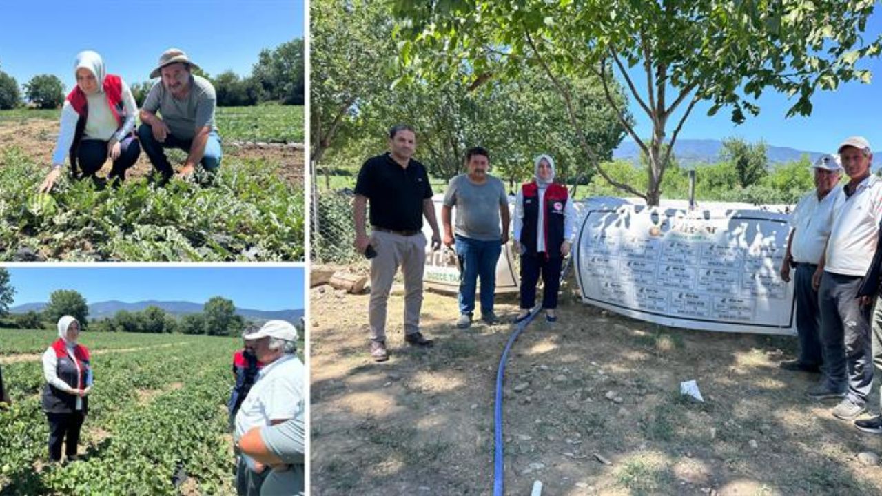 Düzce'nin Aromatik ''Dondurma Kavunu'' Tüm Türkiye'ye Yayılıyor