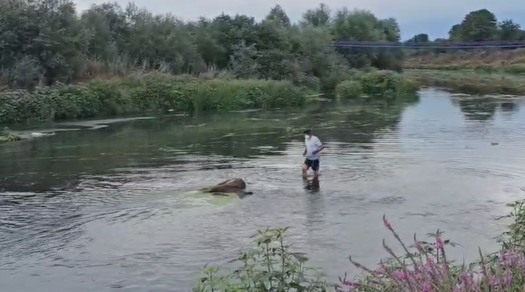 Melen Çayı'nda Ölü At Paniği; Vatandaşlar Endişeli !