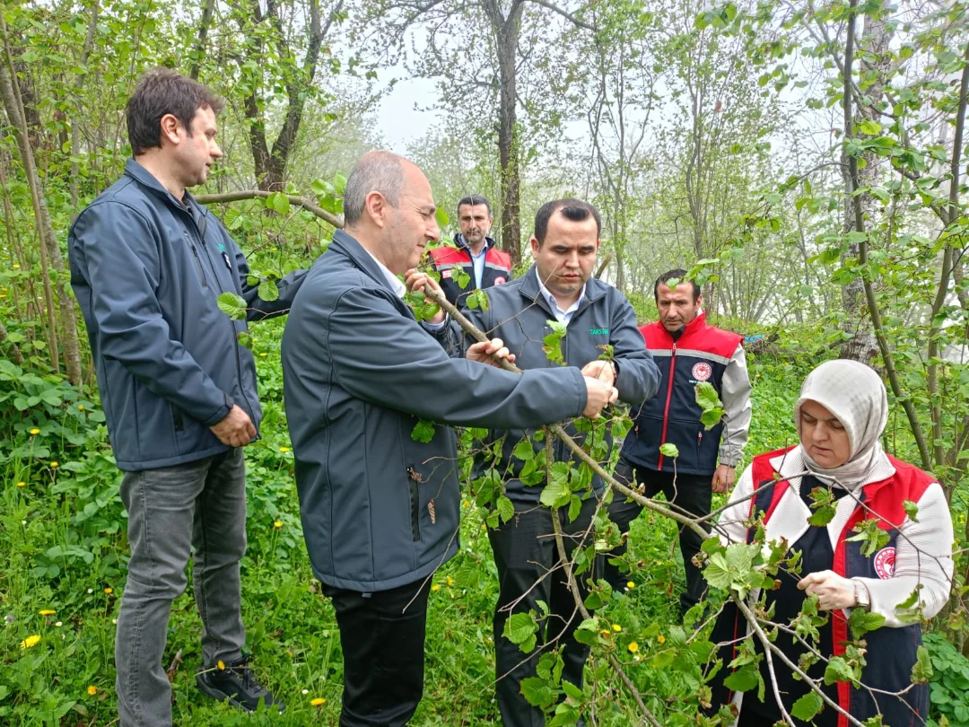 TARSİM HEYETİ, DÜZCE'DE ZİRAİ DON ZARARINI YERİNDE İNCELEDİ