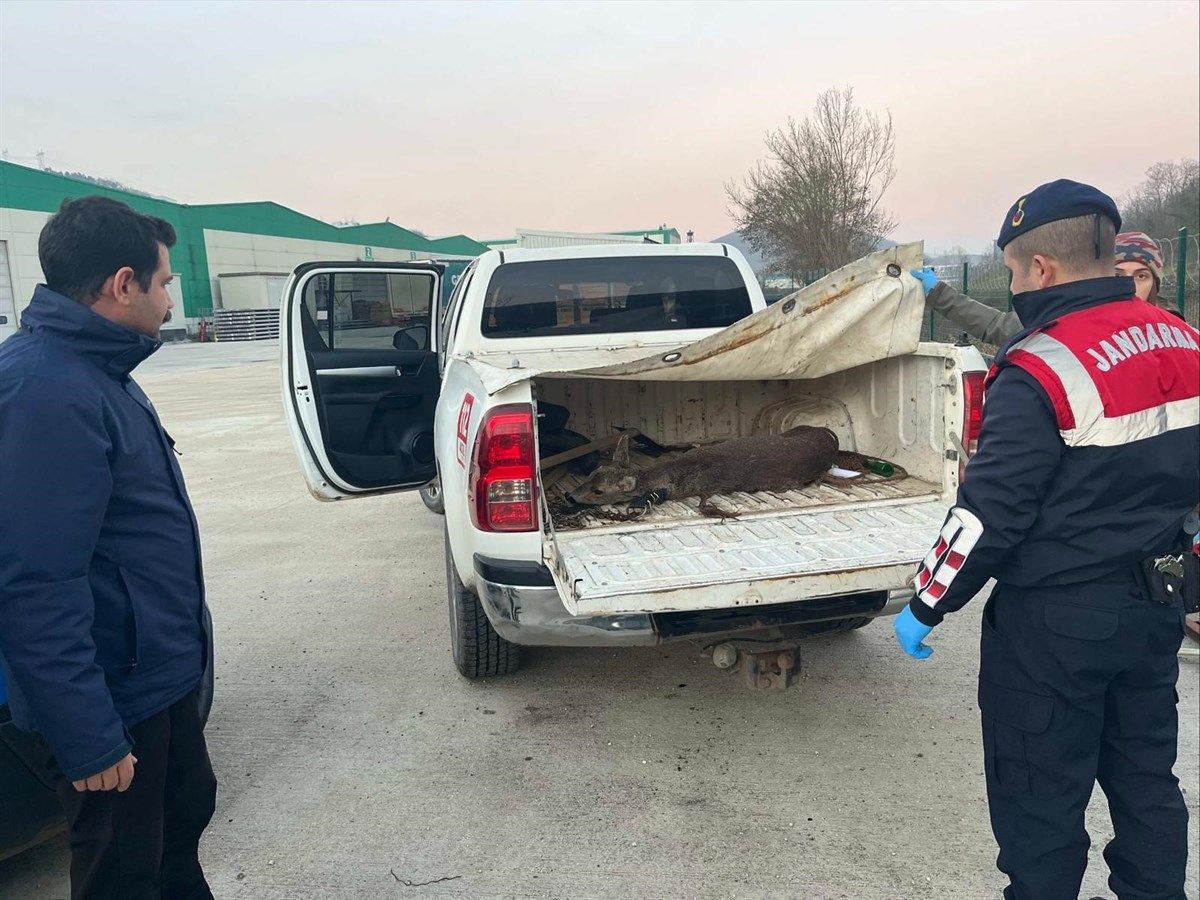 YARALI KARACA KORUMA ALTINA ALINDI