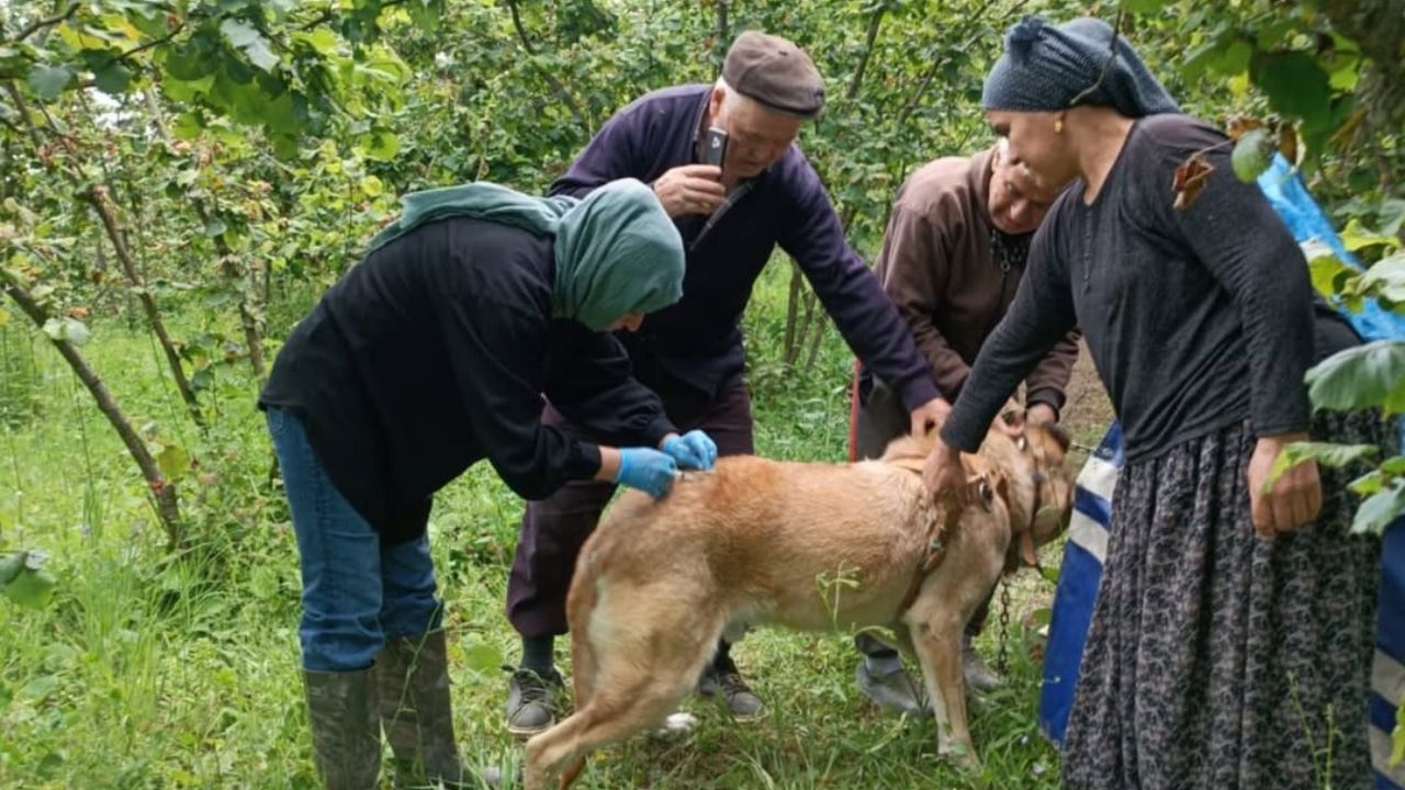 YIĞILCA'DA KUDUZ AŞILAMA VE HAYVAN KİMLİKLENDİRME ÇALIŞMASI TAMAMLANDI