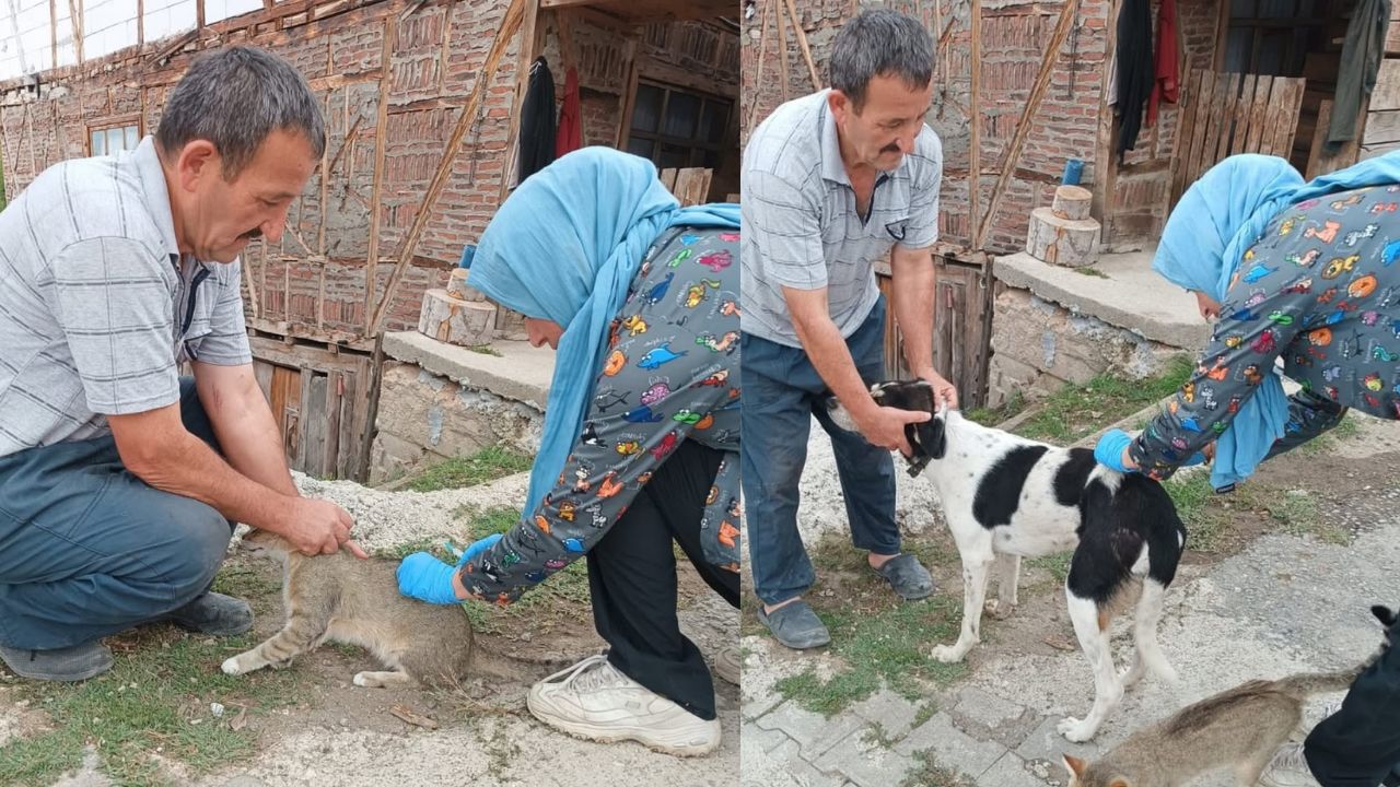 Yığılca'da Kuduz ve Çiçek Aşılamaları Devam Ediyor