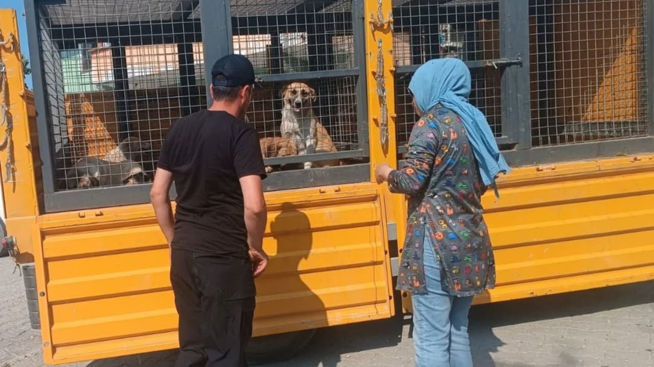 Yığılca'da Sahipsiz Sokak Köpeklerine Kontrol ve Müdahale