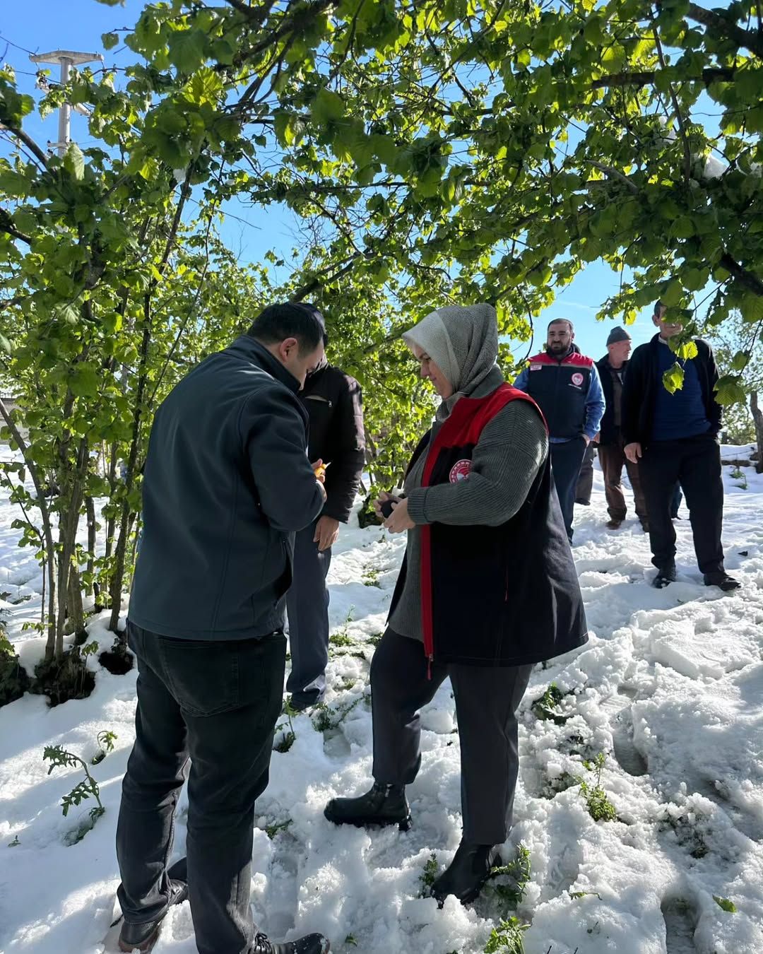 ZİRAİ DON FINDIĞI VURDU YETKİLİLER DİBEKTAŞ'TA ALARMDA